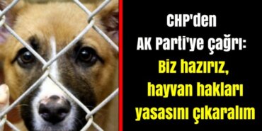 chp-den-ak-parti-ye-cagri-biz-haziriz-hayvan-haklari-yasasini-cikaralim.jpg