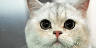 evde-kedi-besleyenler-dikkat-uzmanlar-uyariyor-h1775313899-d2c9f1.png