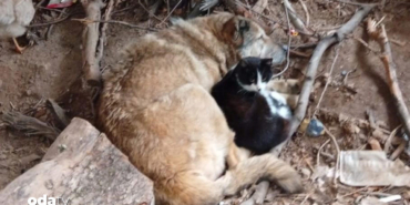 ic-isitan-kare-usuyen-kedi-kopek-birbirine-sigindi-8ena.jpg