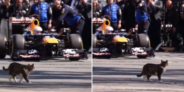 istanbulda-formula-1-aracini-selamlayan-kedi_1c13cd8f0e_amp.jpg