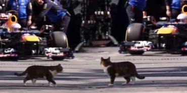 istanbulda_formula_1_aracina_selam_veren_misafirperver_kedi_dunyada_viral_oldu_1777453982_4988.jpg
