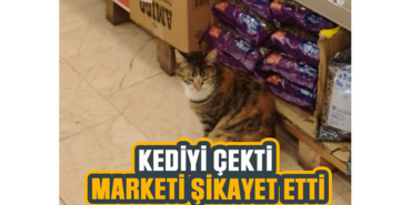 kedi-face-gysd.jpg
