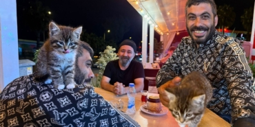 madde-bagimliligi-antalya-kedi.jpg