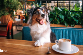 restoranlarda-kopek-olmali-mi-i-evcil-hayvan-dostu-mekanlar-artiyor-i-kafelerde-evcil-hayvan-dostu-a.jpeg
