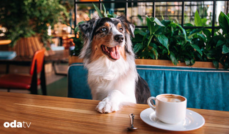 restoranlarda-kopek-olmali-mi-i-evcil-hayvan-dostu-mekanlar-artiyor-i-kafelerde-evcil-hayvan-dostu-a.jpeg