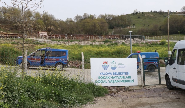 yalova-da-barinakta-kopek-olumleri-iddiasi-uz-19755077_amp.jpg