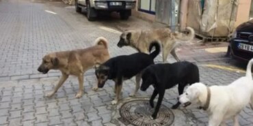 5998-konyada-sokak-kopekleri-icin-alarm-duyuru-yapildi.jpg