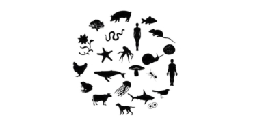 animal-rights-eco-.jpg