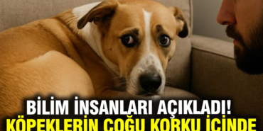 arastirma-kopeklerin-yuzde-84u-gunluk-hayatta-korku-ve-kaygi-yasiyor-w6fb.jpg