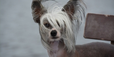 dog-4279569-1280-4.jpg
