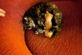 gumushanede-dere-yatagina-dusen-anne-kedi-icin-seferberlik-muwx1s-1779253335.webp.webp