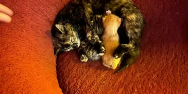 gumushanede-dere-yatagina-dusen-anne-kedi-icin-seferberlik-muwx1s-1779253335.webp.webp
