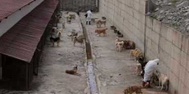 hakkari-de-sahipsiz-kopekler-belediyenin-yapt-5-19821395_amp.jpg