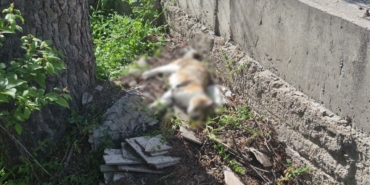 kedi-1.jpg