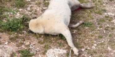 kopekjpg-GFYCvQ3gIk_flx3hjR9hkA.jpg