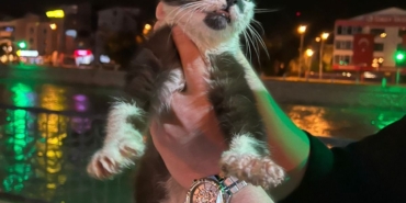 mahsur-kalan-kedi-kurtarildi1-1779288065.jpg