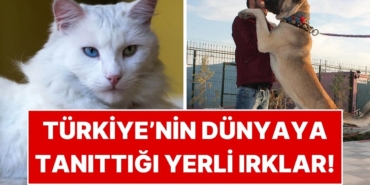 s-ee77dad23bbbe8eeab2b6230cefd608aa3b69be7.jpg