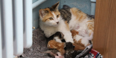 sinifta-dogum-yapan-anne-kedi-ve-yavrulari-okulun-sevgi-maskotu-oldu-3f3f.jpg