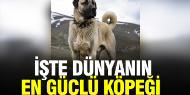 sivas-kangali-zirvede-uxw0.jpg
