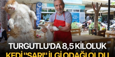 turgutluda-85-kiloluk-kedi-sari-ilgi-odagi-oldu_6a049090046a2.jpg