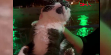yesilirmakta-kedi-kurtarma-operasyonu-7xpa.png