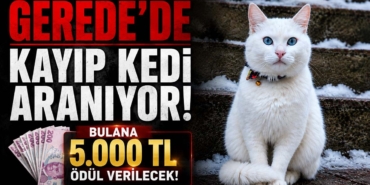 Geredede-Kayip-Kedi-Araniyor.jpg