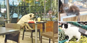 b001cd8c-markette-kafede-kedi-kopek-olmaz.webp.webp