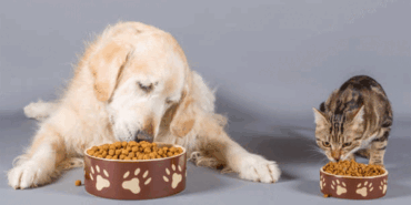 duzceden-bin-384795-ton-kedi-kopek-mamasi-ihrac-edildi-l8x5_cover.gif