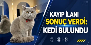 kayip-ilani-sonuc-verdi-kedi-bulundu-716088.webp.webp
