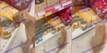 kedi-mama-yedi-antalya-zincir-market.jpg