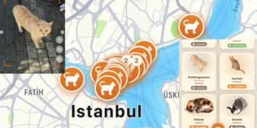 kediyse-yakala-pokemon-gonun-ardindan-yeni-trend-kediler-buiw.png
