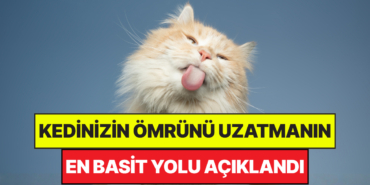 s-bbf60dc73d163ddb35a2043826b6fe46b0cb0433.jpg