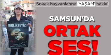 sokak-hayvanlari.png