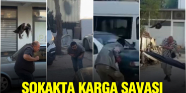 sokakta-karga-savasi-vatandaslar-ve-kediler-hedef-oldu-rccn.jpg
