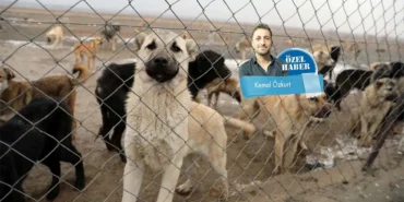 toplama-var-yer-yok-hayvanlar-olume-mahkum_large.webp.webp