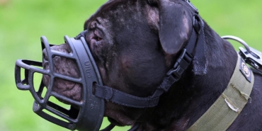 xl-bully-2313432.jpg
