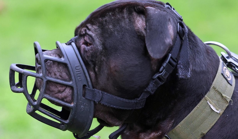 xl-bully-2313432.jpg