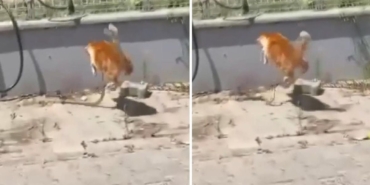 1784418735_tekirdag-da-kedi-ile-yilanin-mucadelesi-kamerada-20065447_2529_amp.jpg