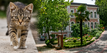 541b70ff-8a60-432e-bb43-4ef533fdbf2c.png