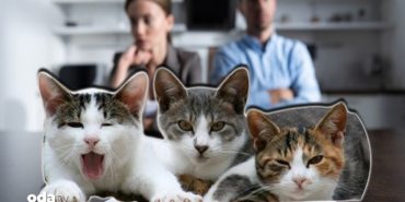 bosanan-ciftin-kedi-velayeti-krizi-masraf-ortak-ama-goremeyecek-fvdr.jpg