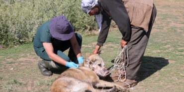 hakkari-de-yaklasik-bin-sahipli-kopek-20093799_amp.jpg