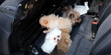 kapikulede-kacak-hayvan-tasimaciligi-bes-pomeranian-yavrusu-bulundu.jpg