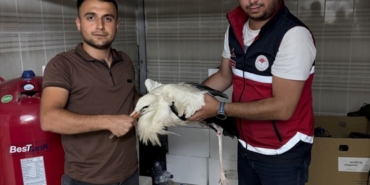 kastamonu-da-yarali-leylek-koruma-altina-alin-20087387_amp.jpg