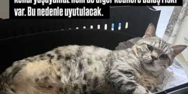 kedi.jpg