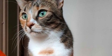 kedi-4.jpg