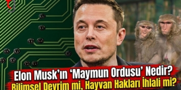 maymun.jpg