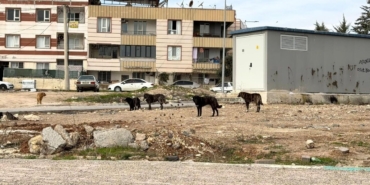 sanliurfada-sokak-kopekleri-tehlike-saciyor-5.jpg