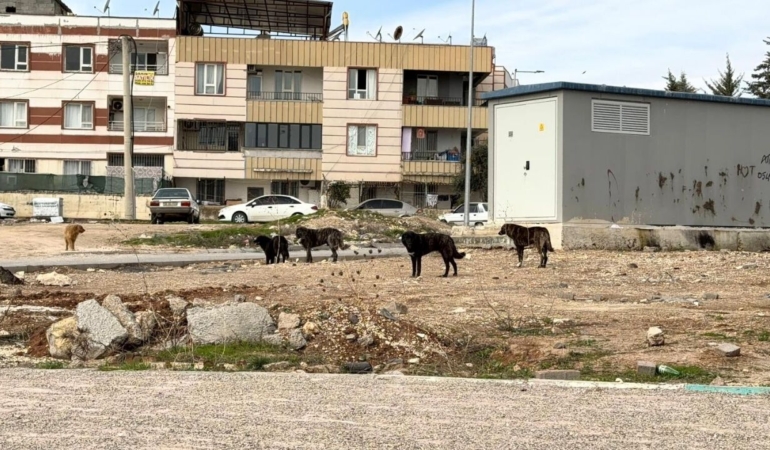 sanliurfada-sokak-kopekleri-tehlike-saciyor-5.jpg