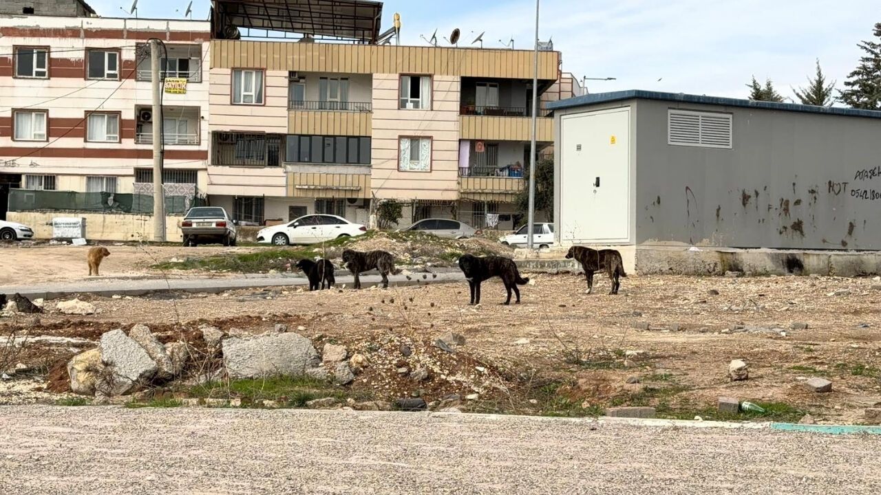 sanliurfada-sokak-kopekleri-tehlike-saciyor-5.jpg