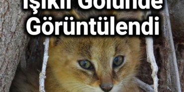saz-kedisi.png